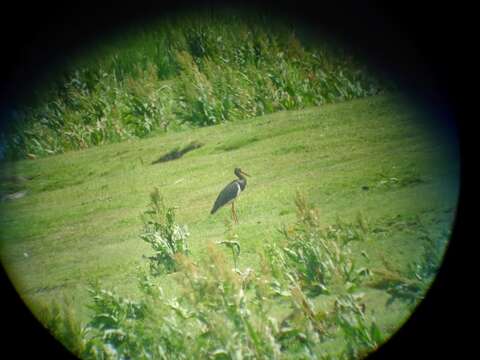 Image of Black Stork