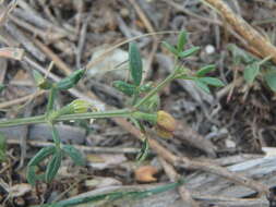 Image of Fagonia cretica L.