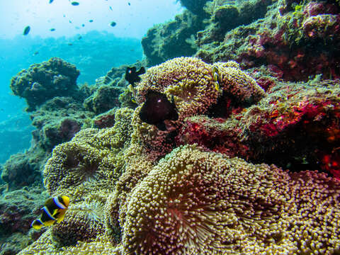 Image of merten's carpet anemone