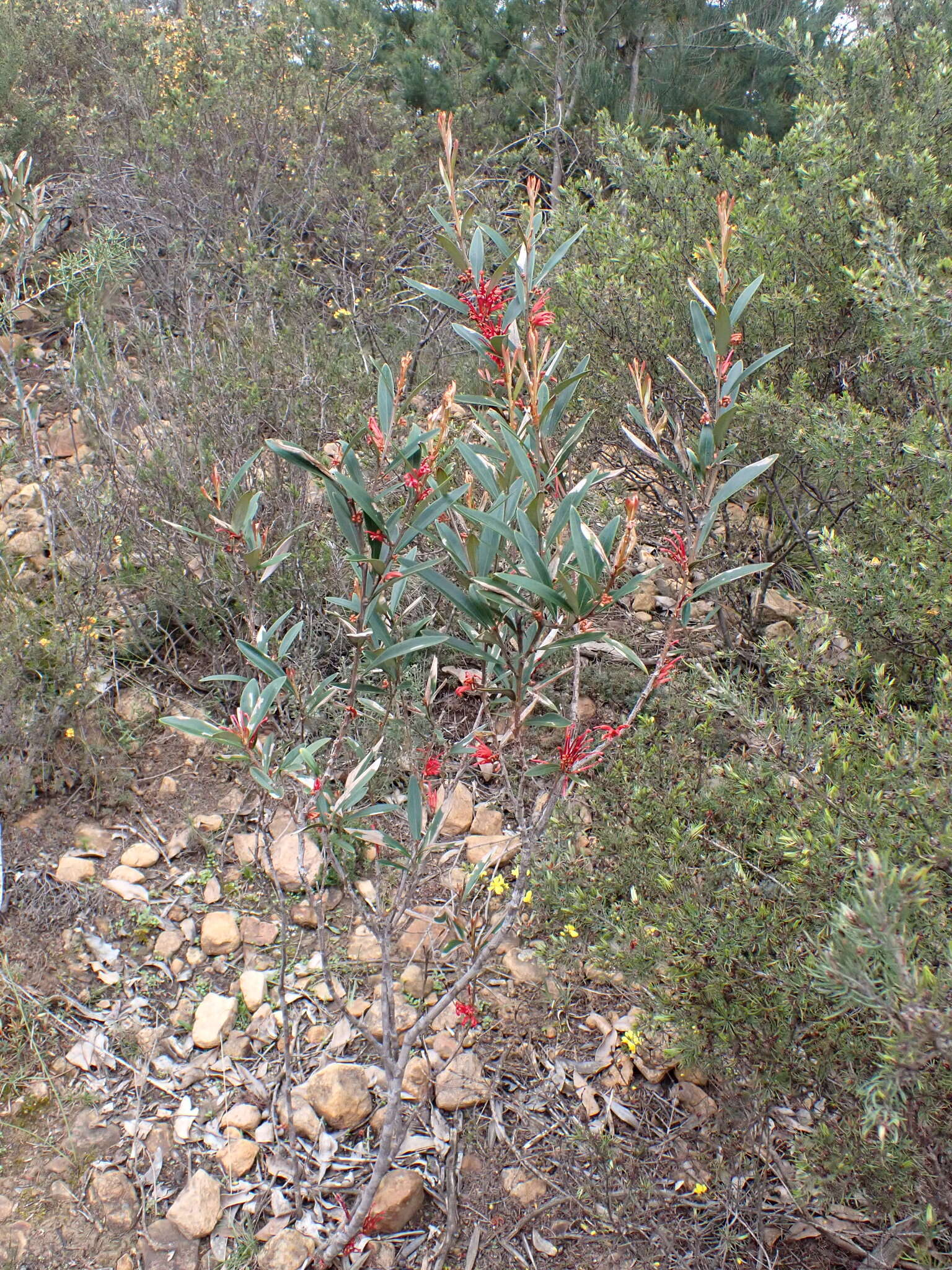 Image of Grevillea dimorpha F. Müll.