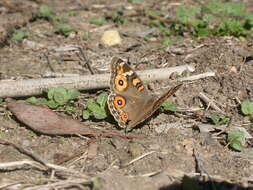 Image of Meadow Argus