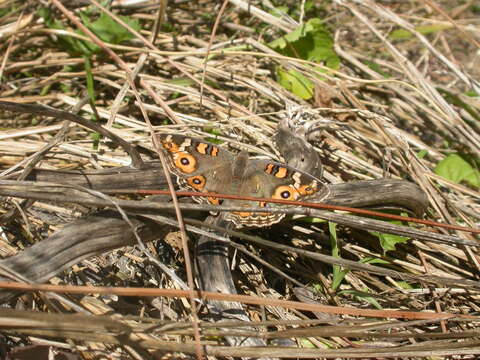 Image of Meadow Argus