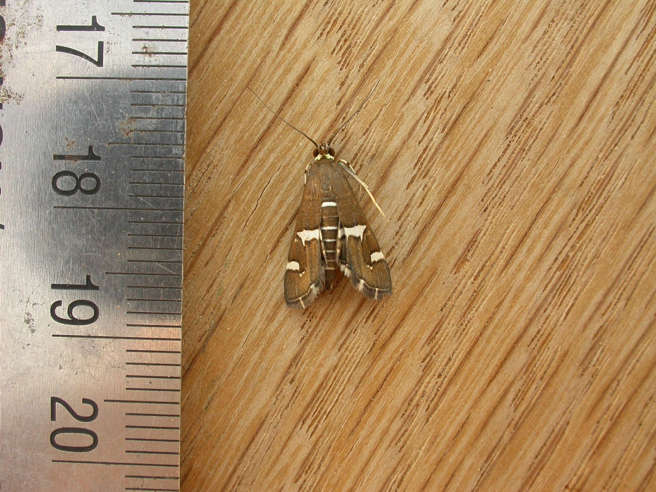 Image of Beet webworm moth