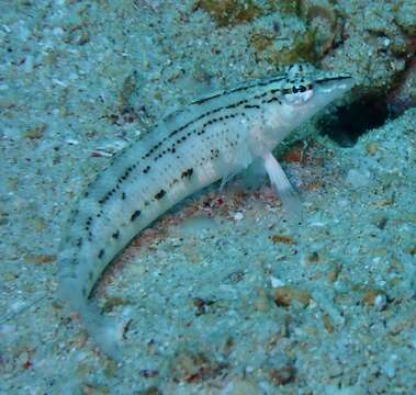 Image of Nosestripe grubfish