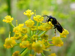 Image of Hylaeus communis Nylander 1852