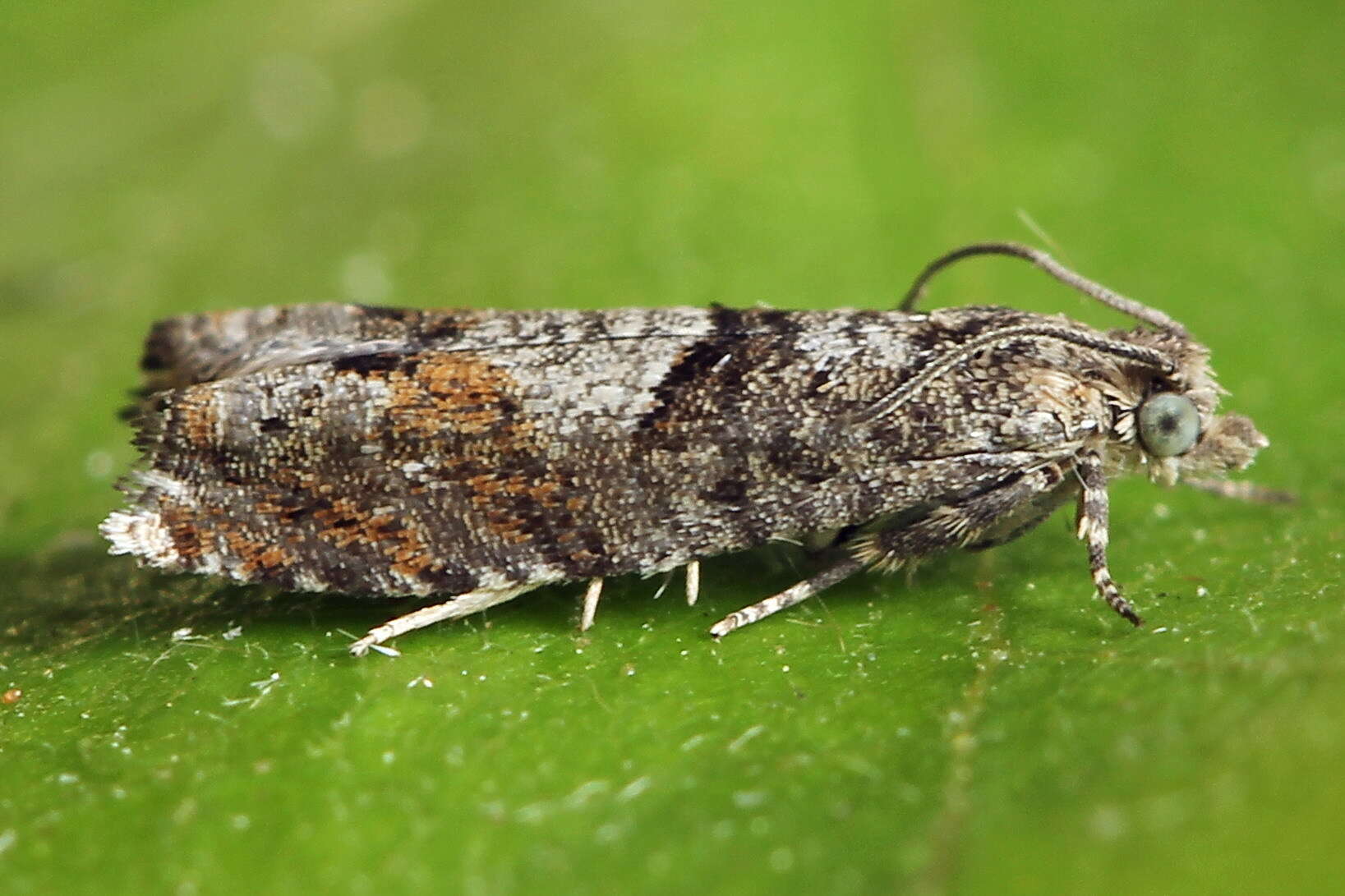 Слика од Epinotia tetraquetrana Haworth 1811