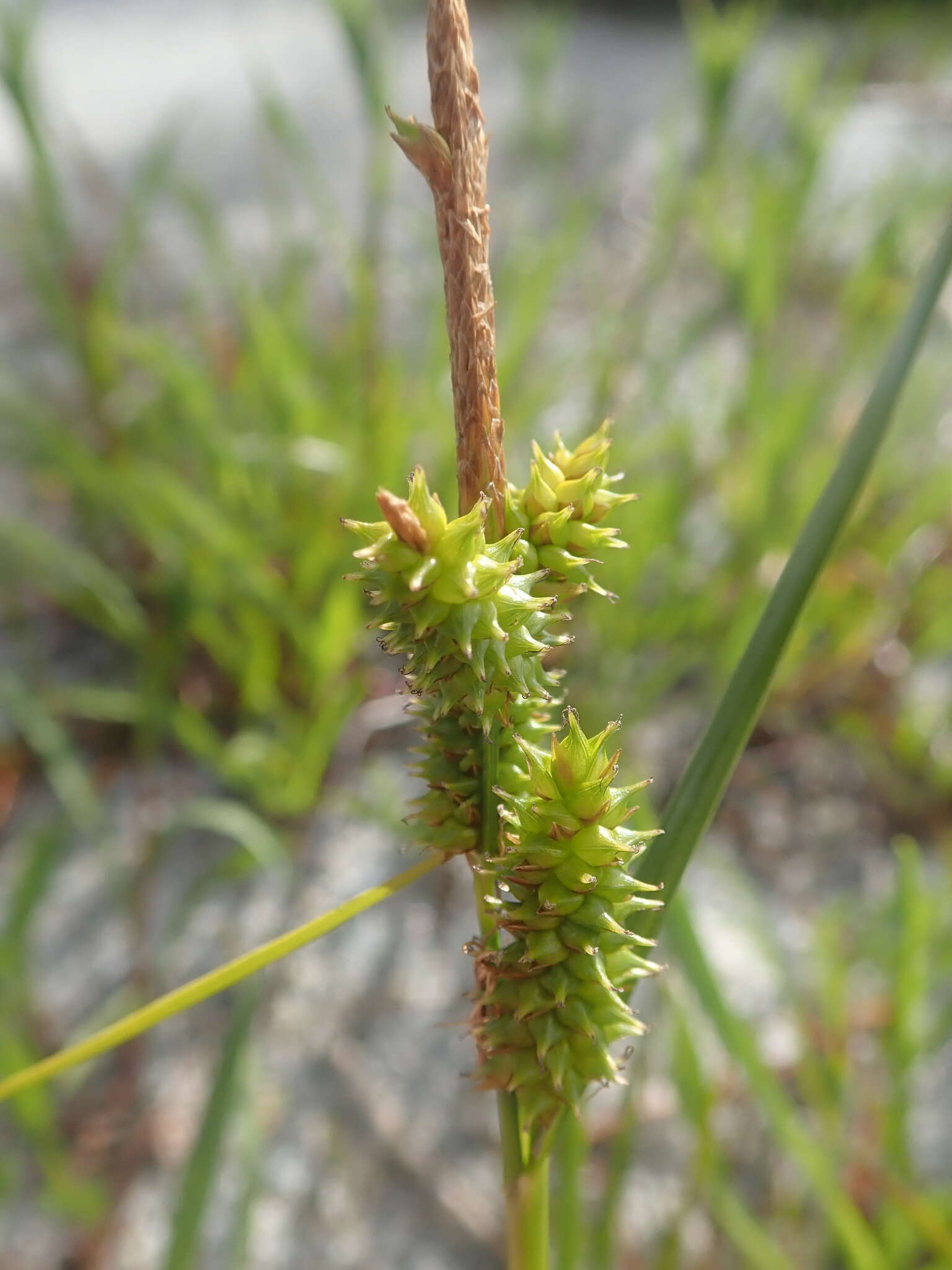 Image de Carex fuscula d'Urv.