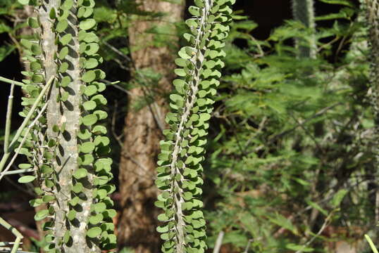 Image of Madagascan ocotillo