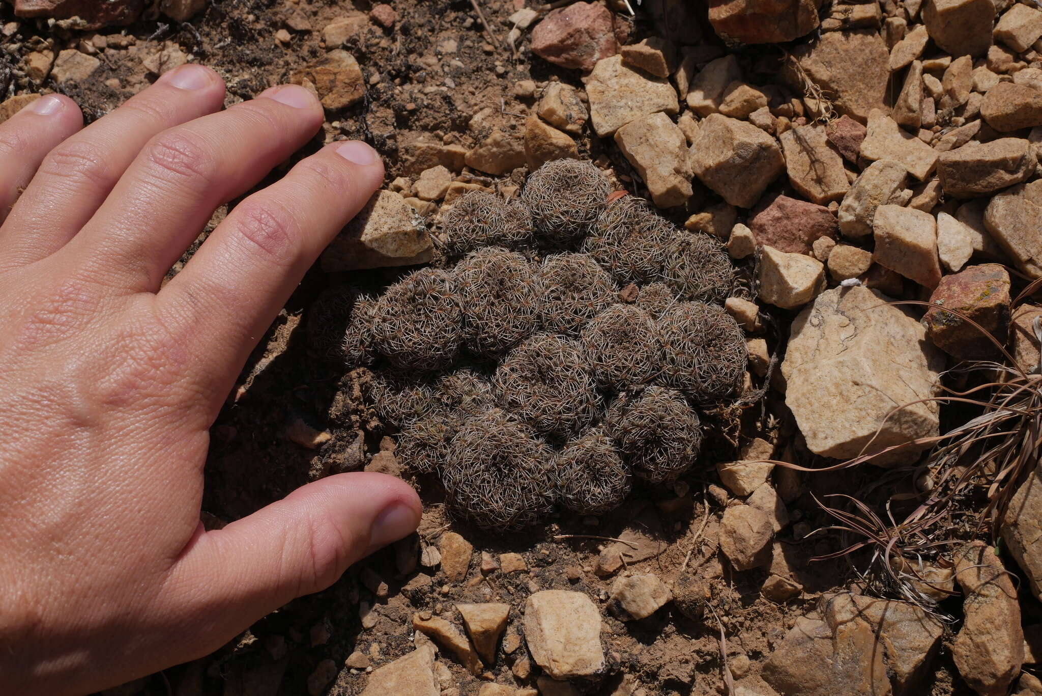 Image of Rebutia krugerae (Cárdenas) Backeb.