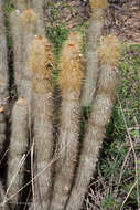 Imagem de Cleistocactus hyalacanthus (K. Schum.) Rol.-Goss.