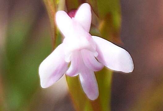 Image de Satyrium amoenum (Thouars) A. Rich.