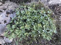 Image of Cobb Mountain lupine