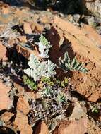 Image of California cloak fern