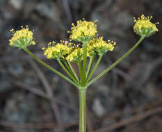 Image of Lomatium caruifolium var. caruifolium