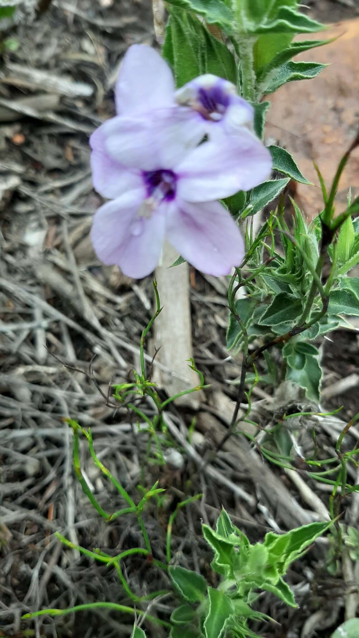 Imagem de Barleria pungens L. fil.