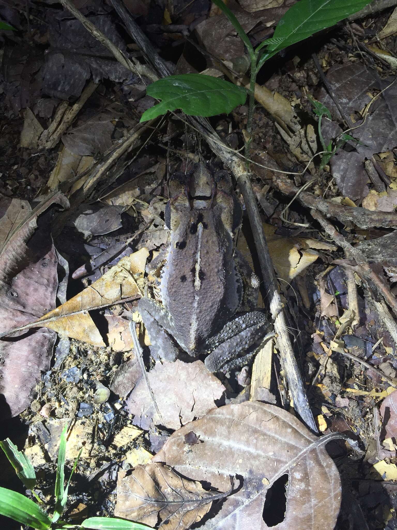 Image of Gulf Coast toad