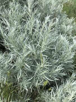 صورة Artemisia cana Pursh