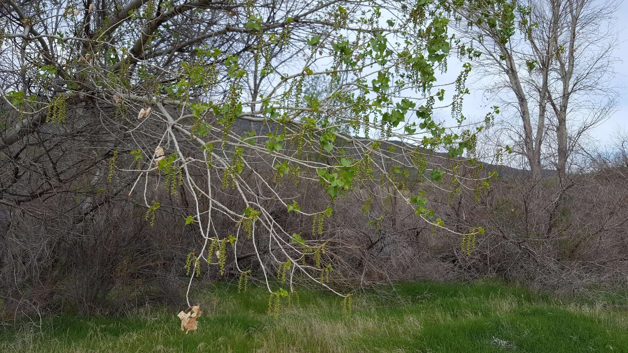 Image of Fremont cottonwood