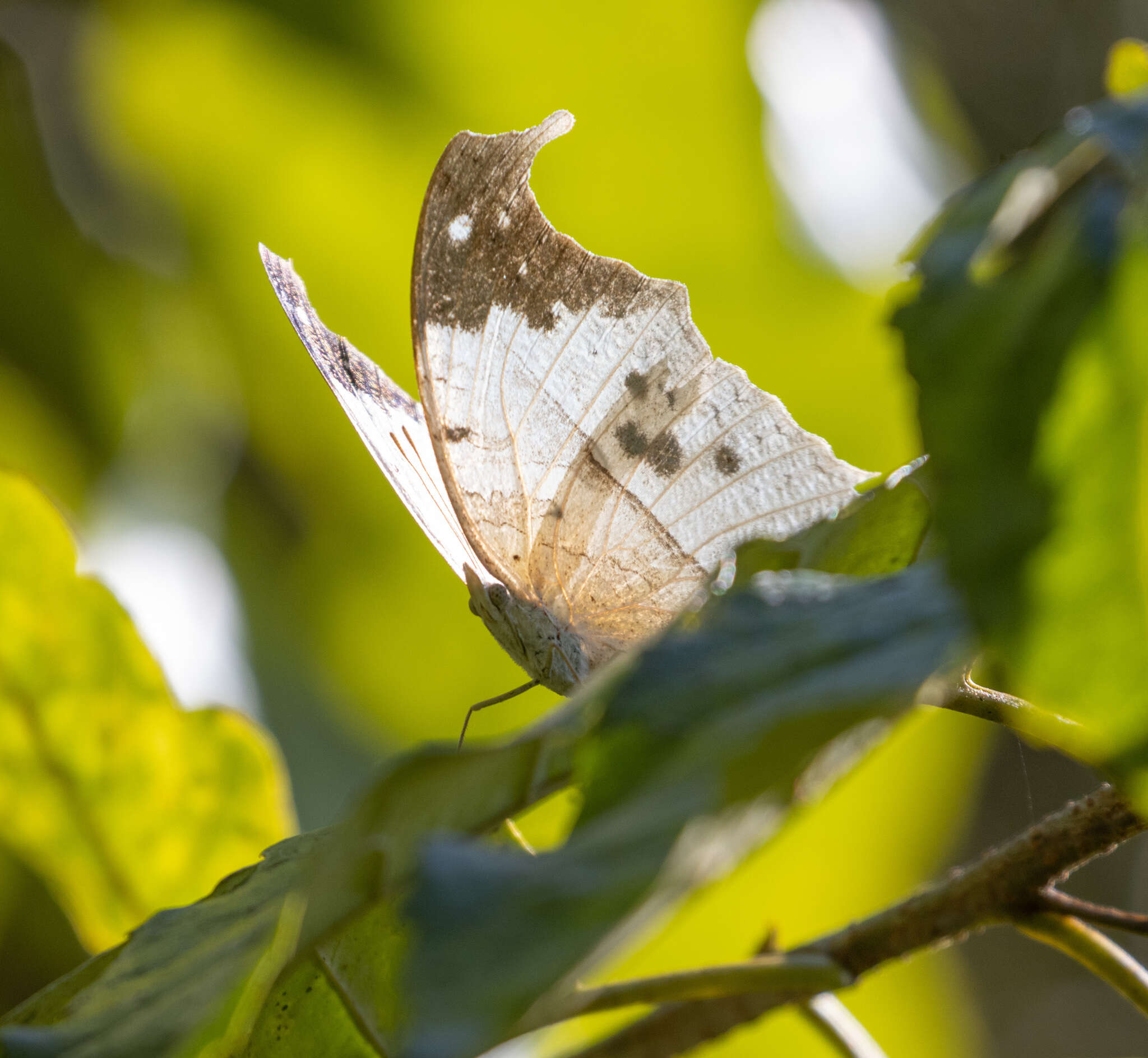 Image of Protogoniomorpha duprei (Vinson 1863)