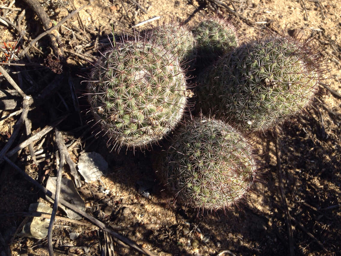 Image of Strawberry Cactus