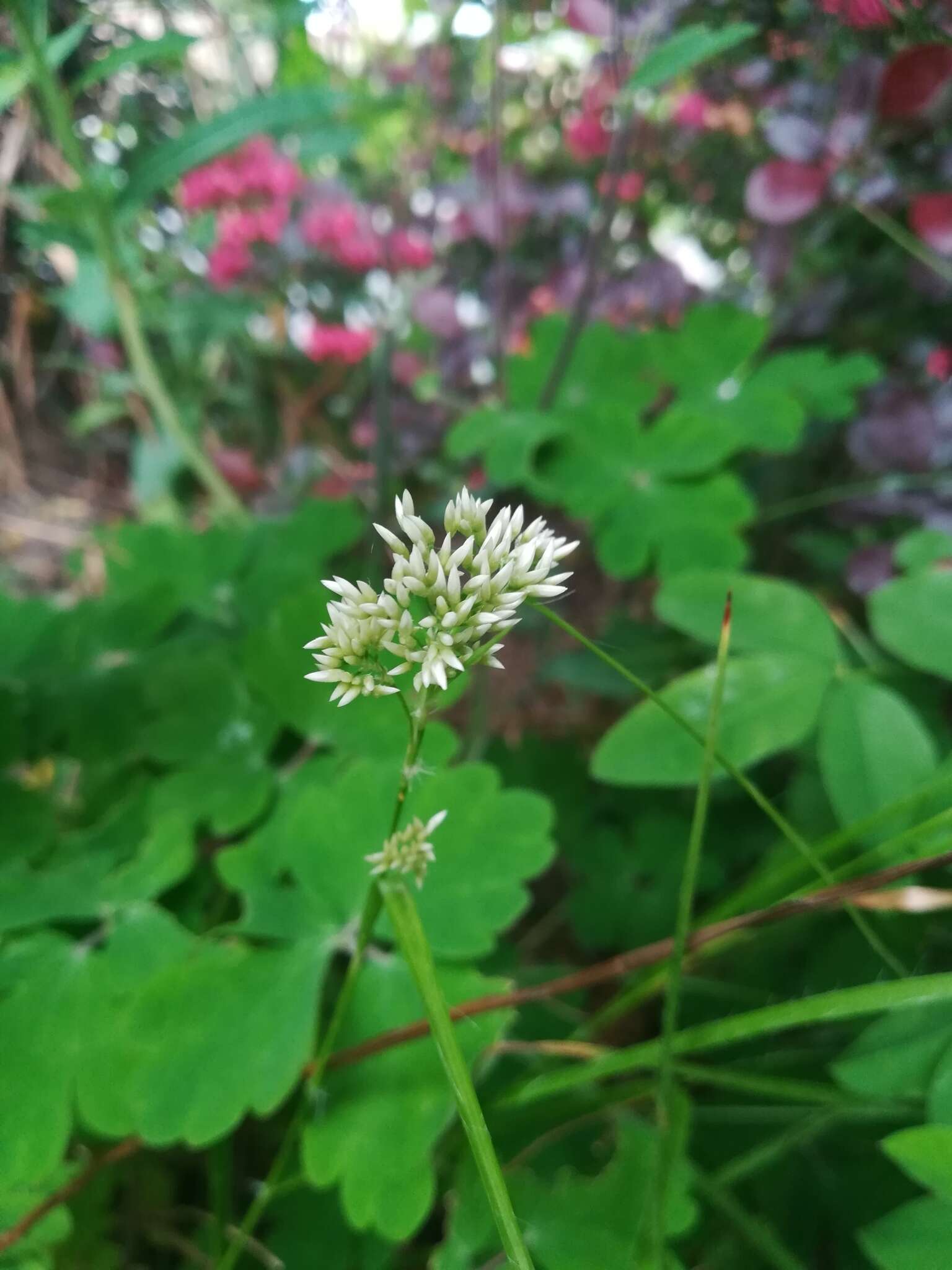 Image of lesser wood-rush