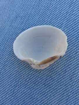 Image of Taca clam