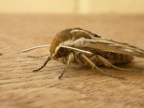 Image of Australian Striped Hawk Moth