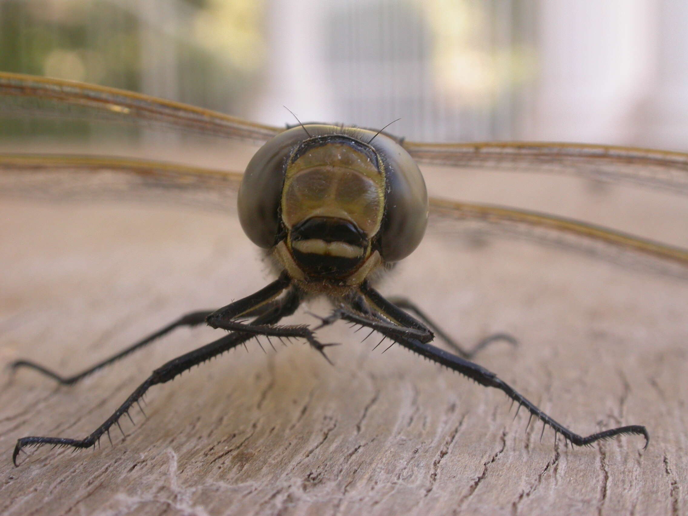 Image of Hemianax papuensis