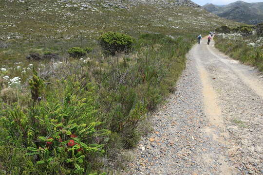 صورة Melaleuca hypericifolia Sm.