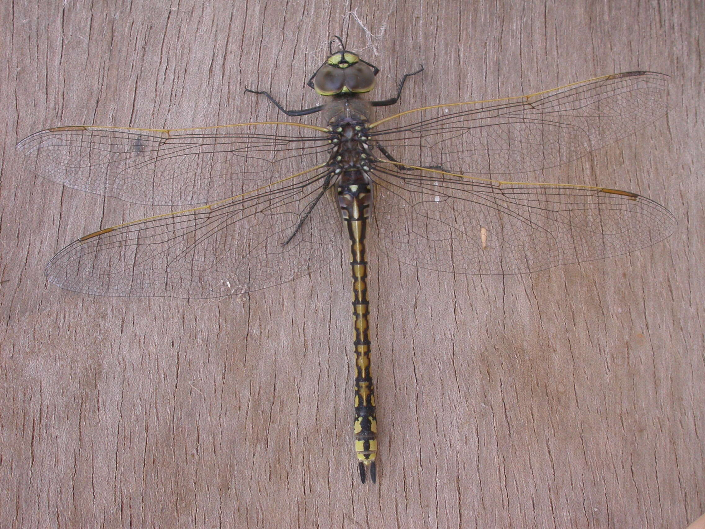 Image of Hemianax papuensis