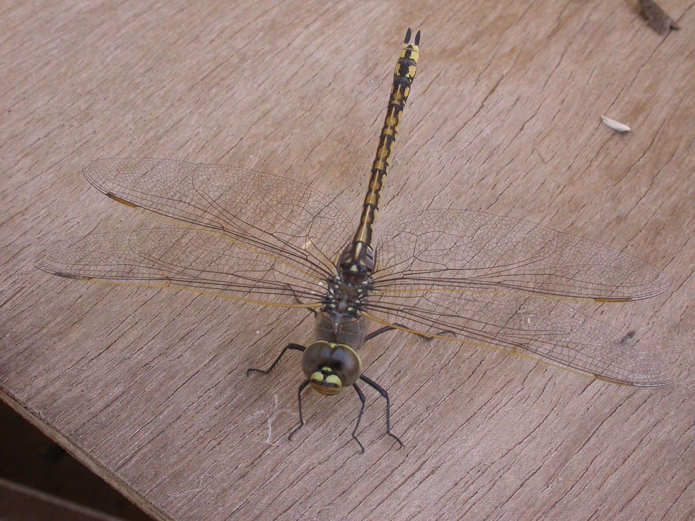 Image of Hemianax papuensis