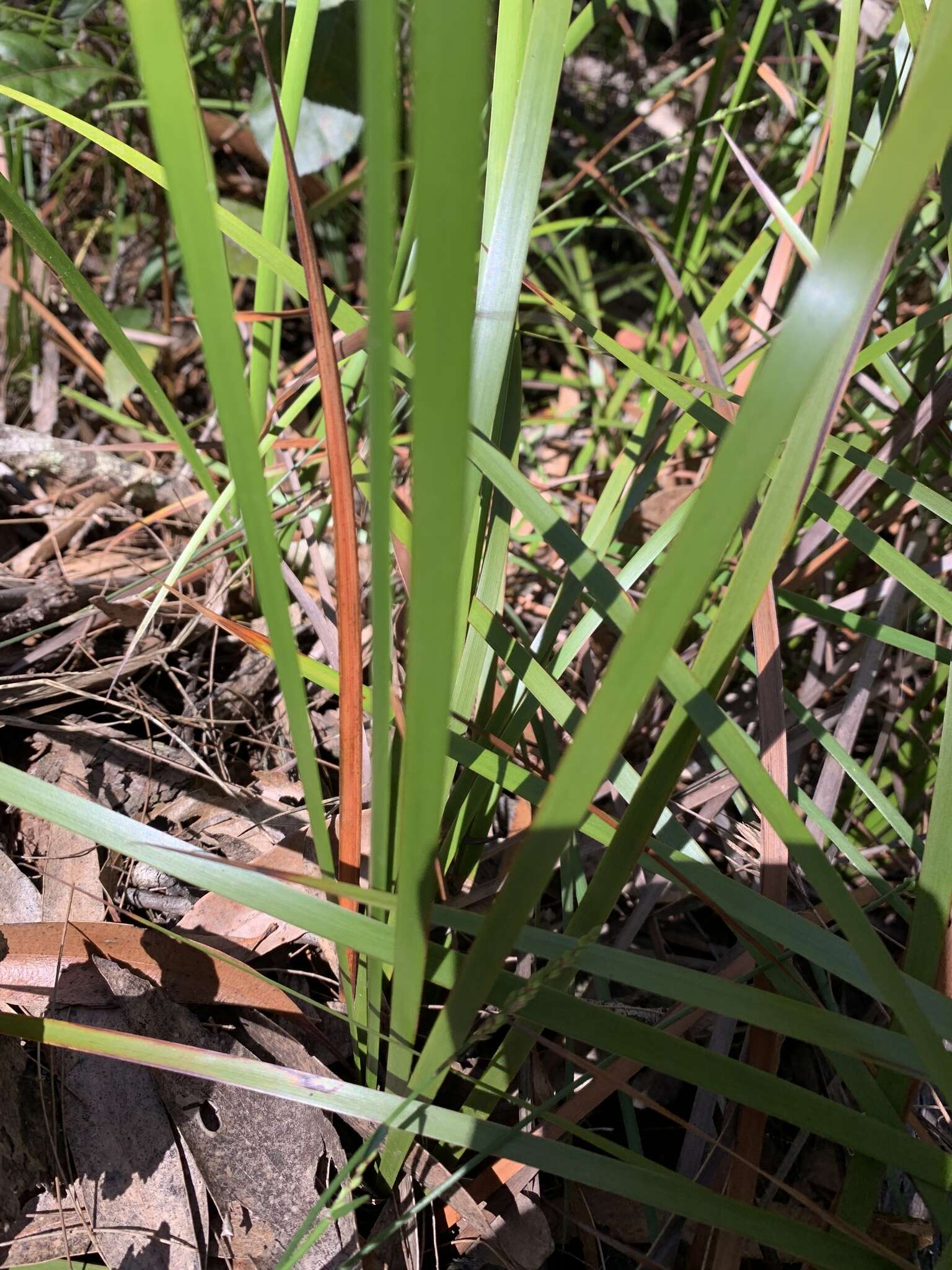 Image of Lepidosperma sieberi Kunth