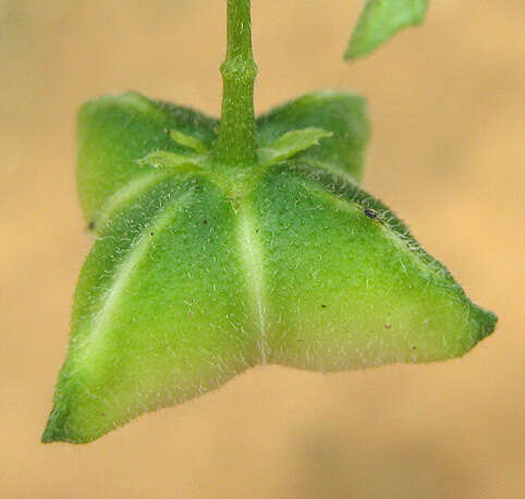 صورة Plukenetia africana Sond.