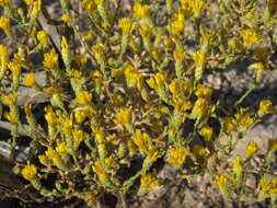 Image of <i>Lessingia <i>glandulifera</i></i> var. glandulifera