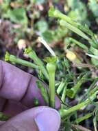 Nicotiana paniculata L. resmi