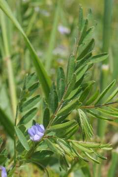 Lens culinaris subsp. orientalis (Boiss.) Ponert的圖片