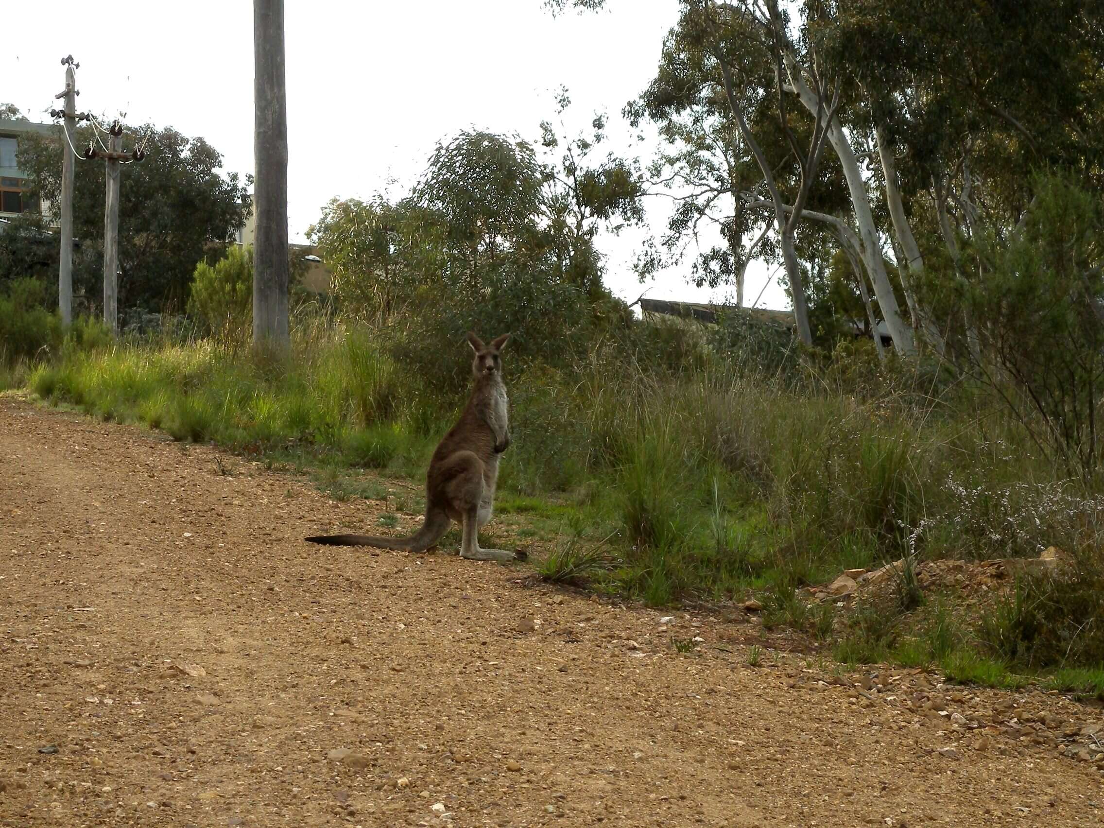 Image of kangaroo