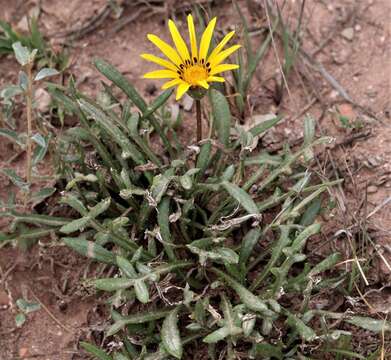 Image of Gazania krebsiana subsp. krebsiana