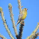 Image of Chloris chloris turkestanica Zarudny 1907