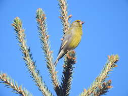 Image of Chloris chloris turkestanica Zarudny 1907