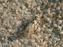 Trimerotropis albescens McNeill 1901 resmi