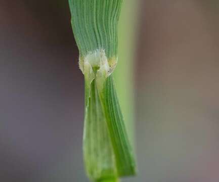 Anisopogon resmi