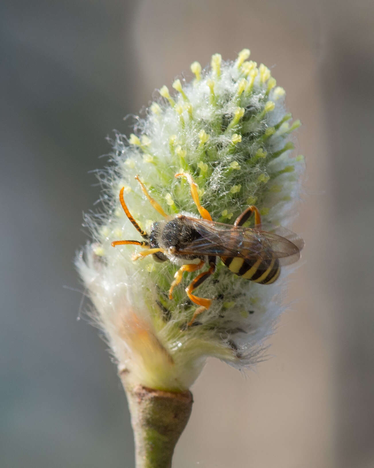 Image of Nomada lathburiana (Kirby 1802)