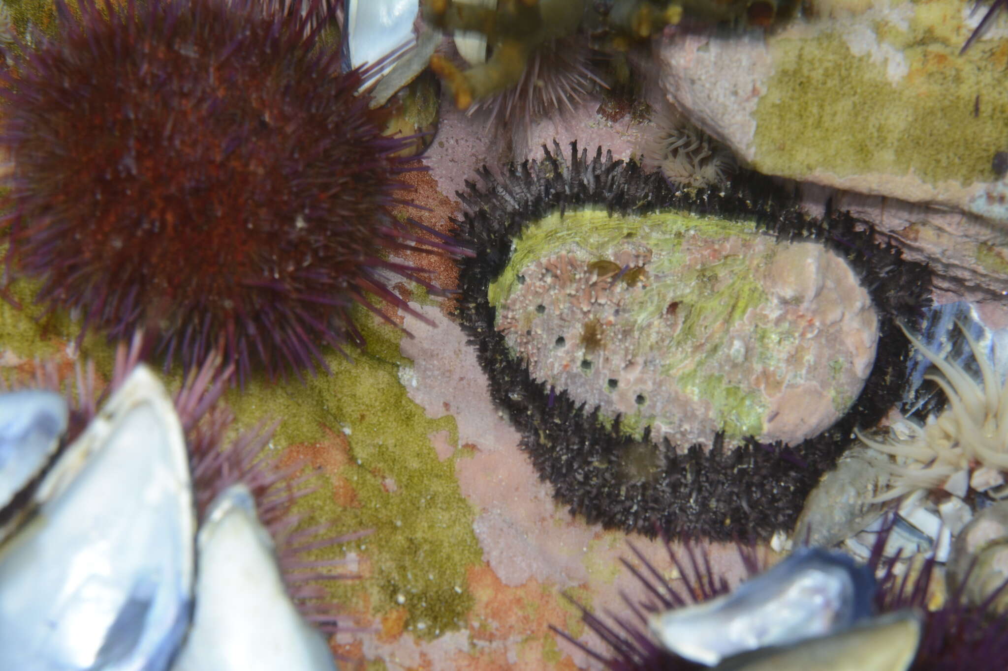 Image of Midas Ear Abalone