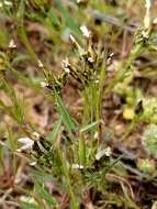 Imagem de Rhodanthe pygmaea (DC.) P. G. Wilson