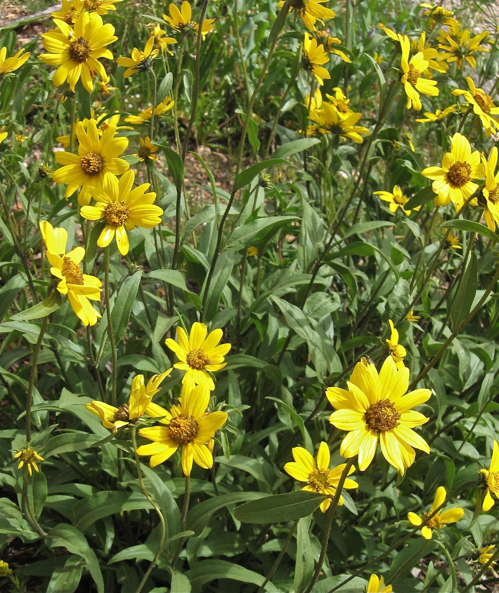 Image of oneflower helianthella