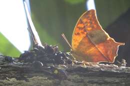 Imagem de <i>Charaxes <i>varanes</i></i> varanes