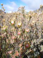 Image de Leucadendron nitidum Buek ex Meissn.