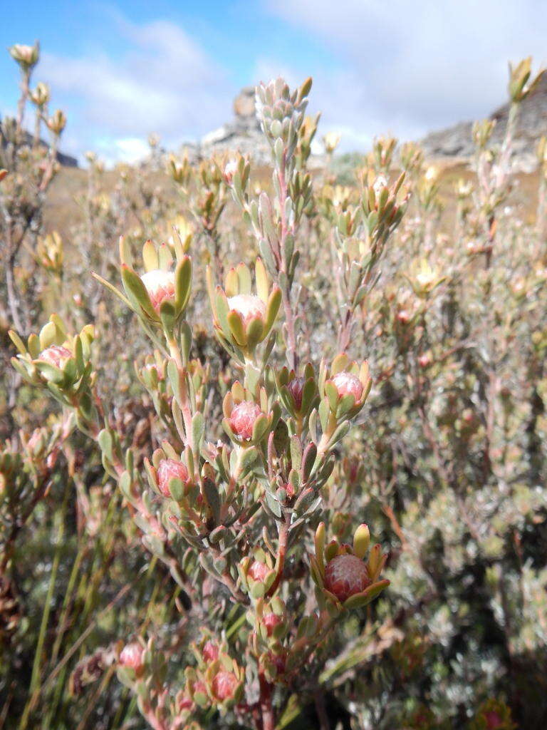 Image de Leucadendron nitidum Buek ex Meissn.