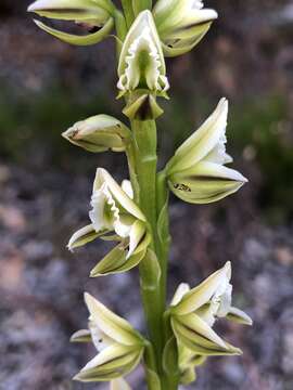 Image of Christmas leek orchid